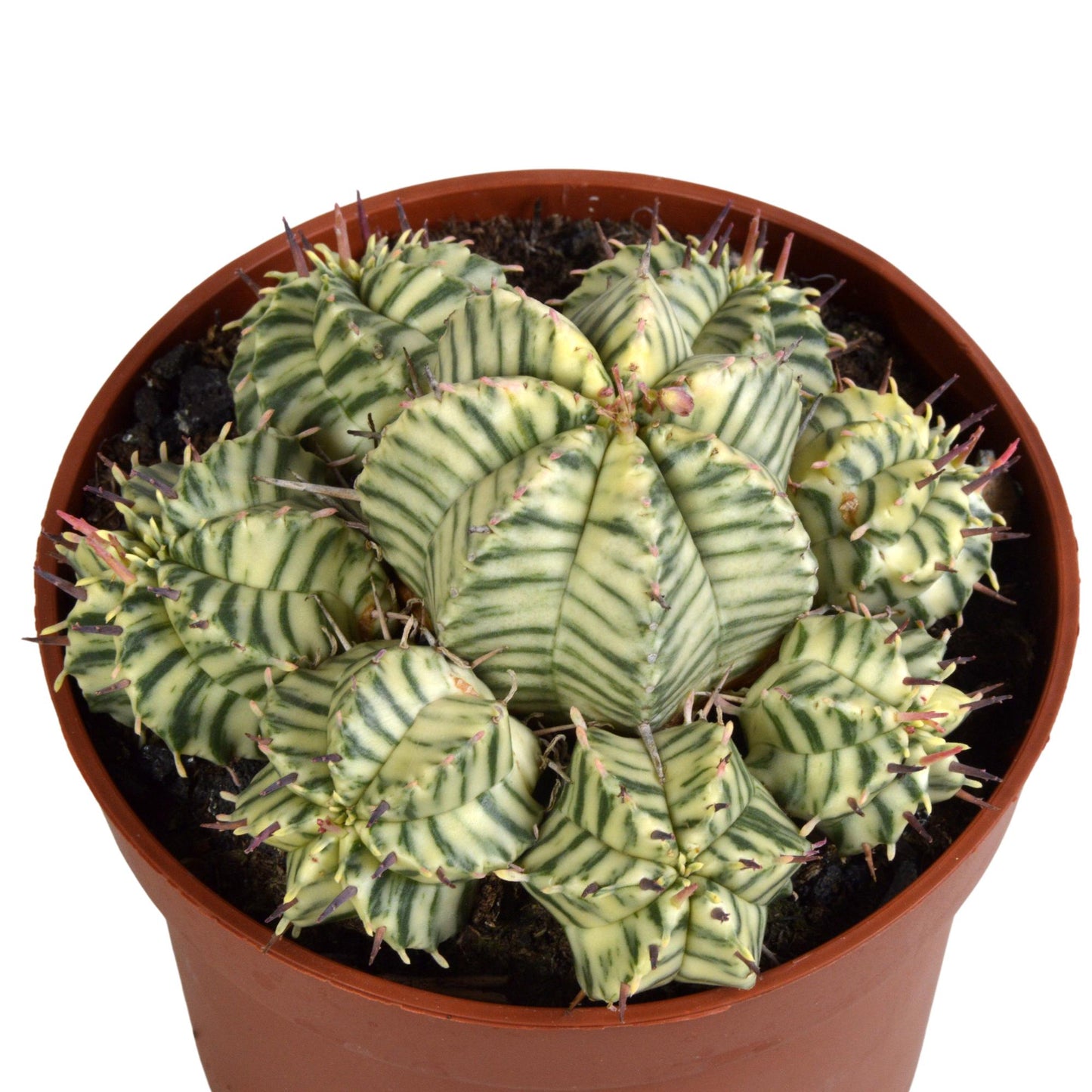 Euphorbia meloformis variegata – pflegeleichte Sukkulente