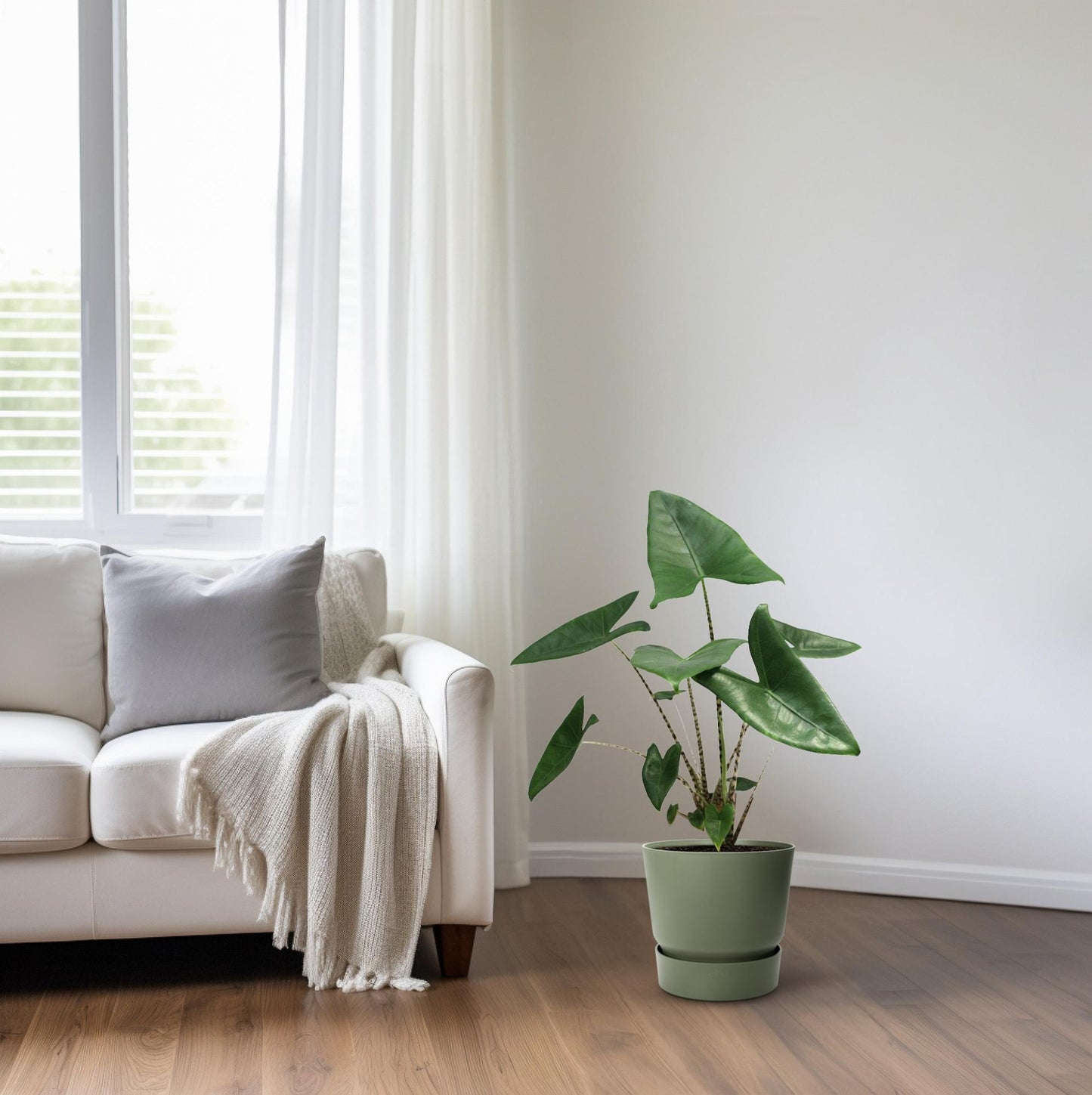 Alocasia Zebrina – Trendige Zebrapflanze Ø21cm, ca. 80cm hoch