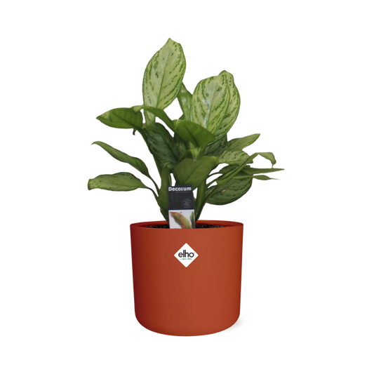 Aglaonema Christina – Luftreinigende Zimmerpflanze im ELHO b.for soft Rond 14cm Brique