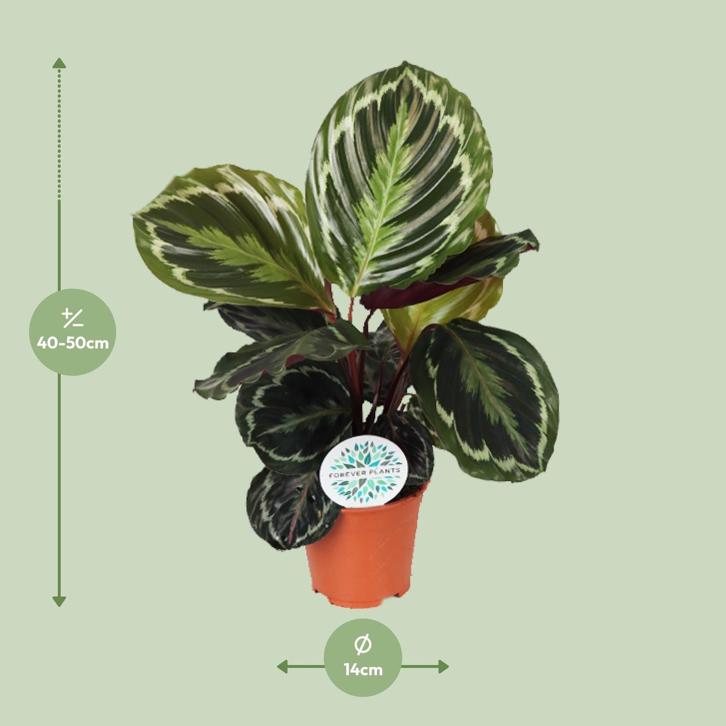 Calathea Medallion – Exotische pflegeleichte Zimmerpflanze Ø14 cm