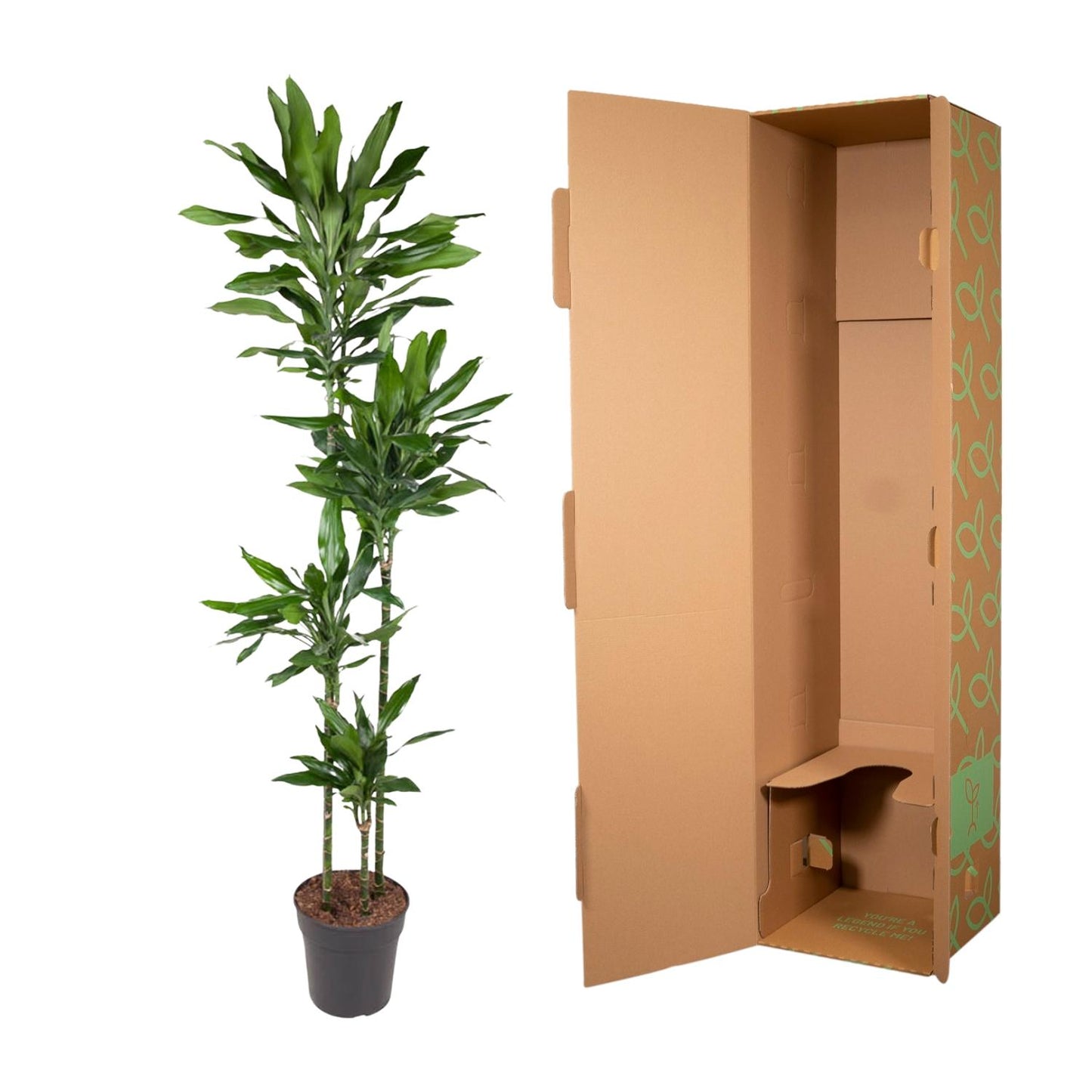 Dracaena Janet Lind – Pflegeleichte Zimmerpflanze 180 cm