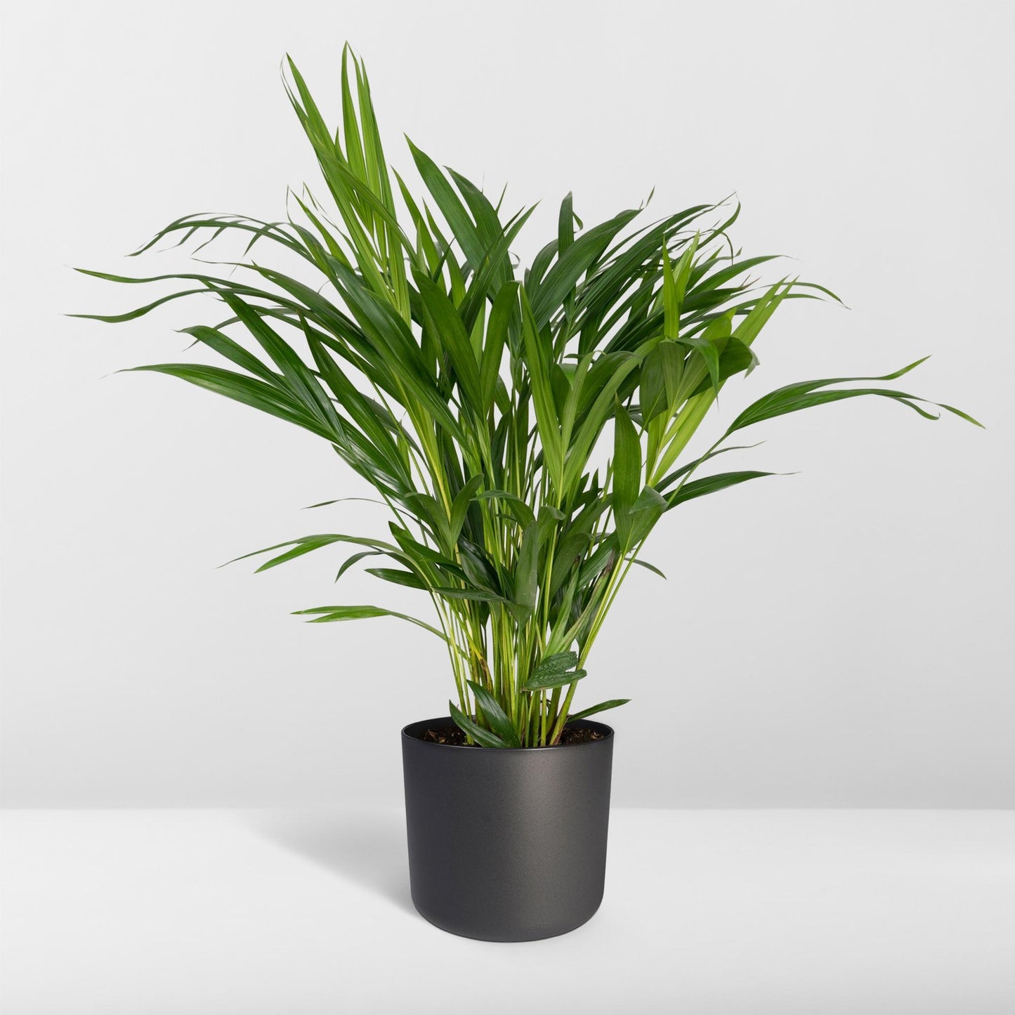 Dypsis Lutescens (Areca-Palme) Ø17cm, ca. 60cm hoch