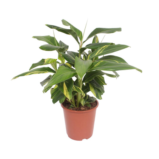 Alpinia Zerumbet Variegata – Pflegeleichte Trendpflanze Ø27cm
