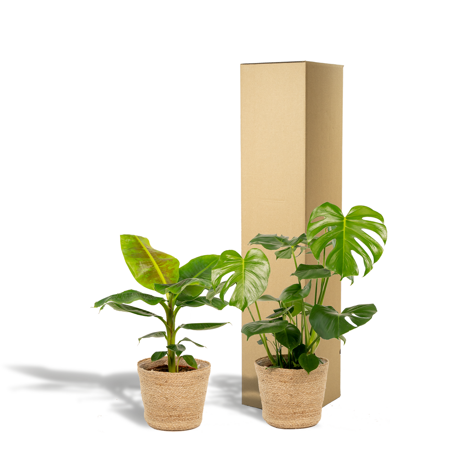 Monstera Deliciosa & Musa Dwarf Cavendish im Selin Korb Ø21cm