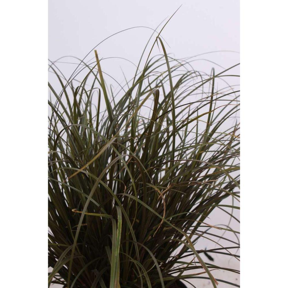 Uncinia Rubra – Rotes Ziergras Ø14cm, ca. 40cm hoch