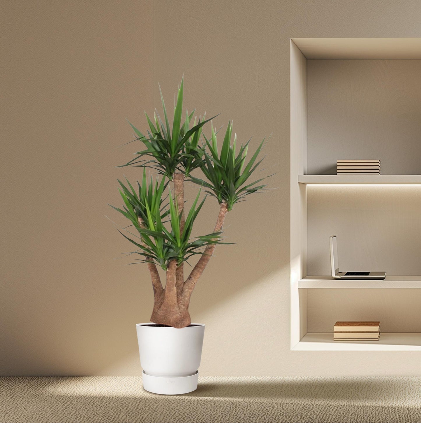 Yucca Elephantipes vertakt – 170 cm, ø45 cm, pflegeleicht
