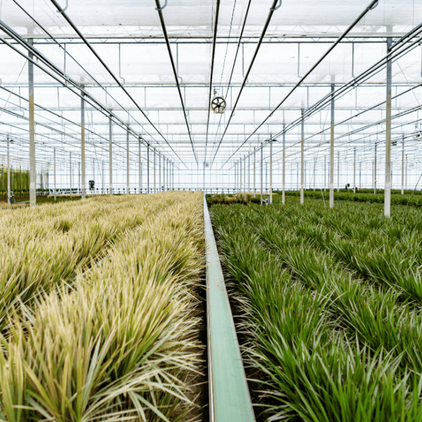Dracaena Marginata – Pflegeleichte Zimmerpflanze Ø19cm