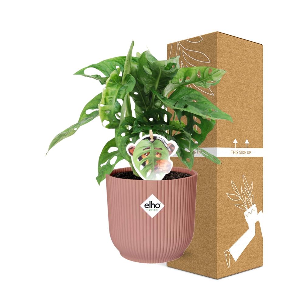 Monstera ‘Monkey Leaf’ in ELHO Vibes Fold 14cm Rosa