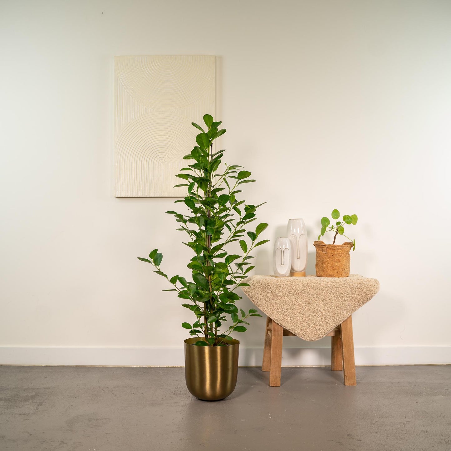 Ficus microcarpa Moclame – luftreinigende Zimmerpflanze Ø21cm