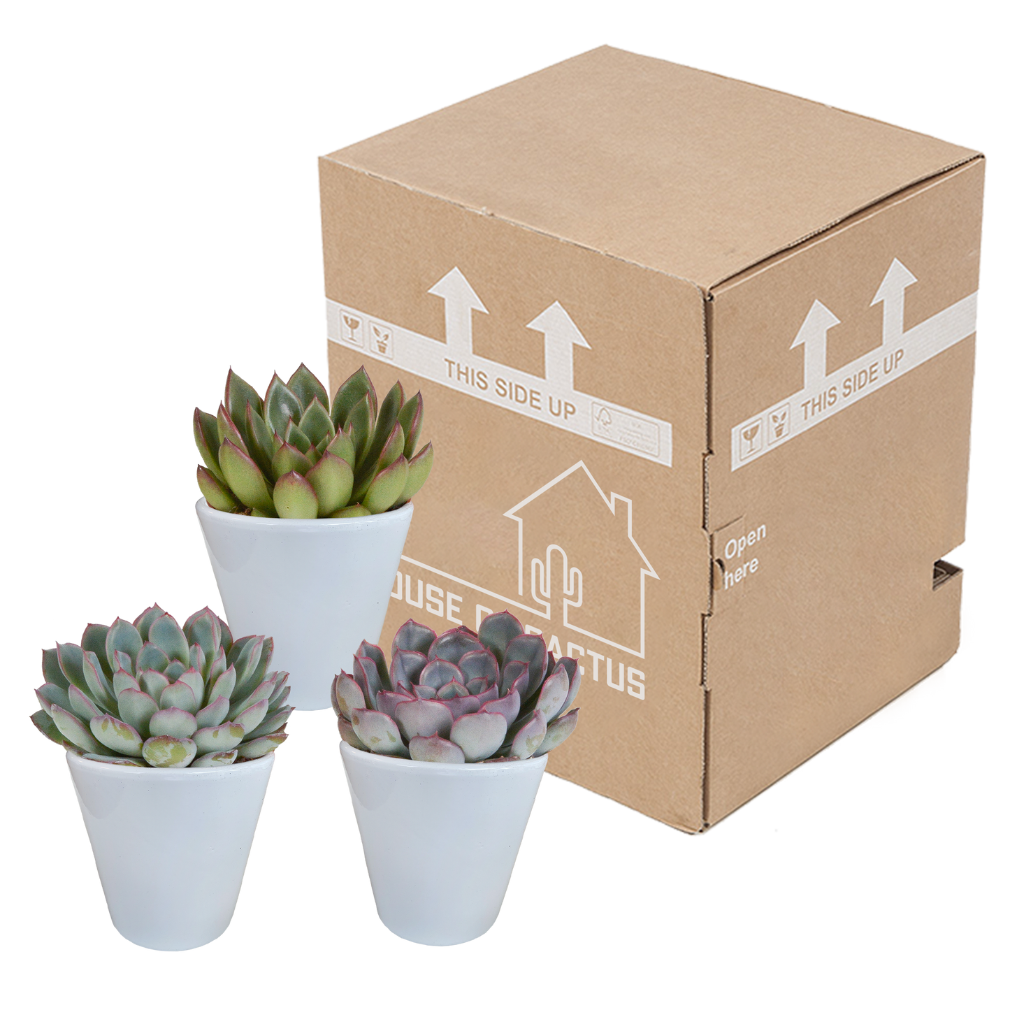 Echeveria 3er Set im weißen Topf – pflegeleicht & robust