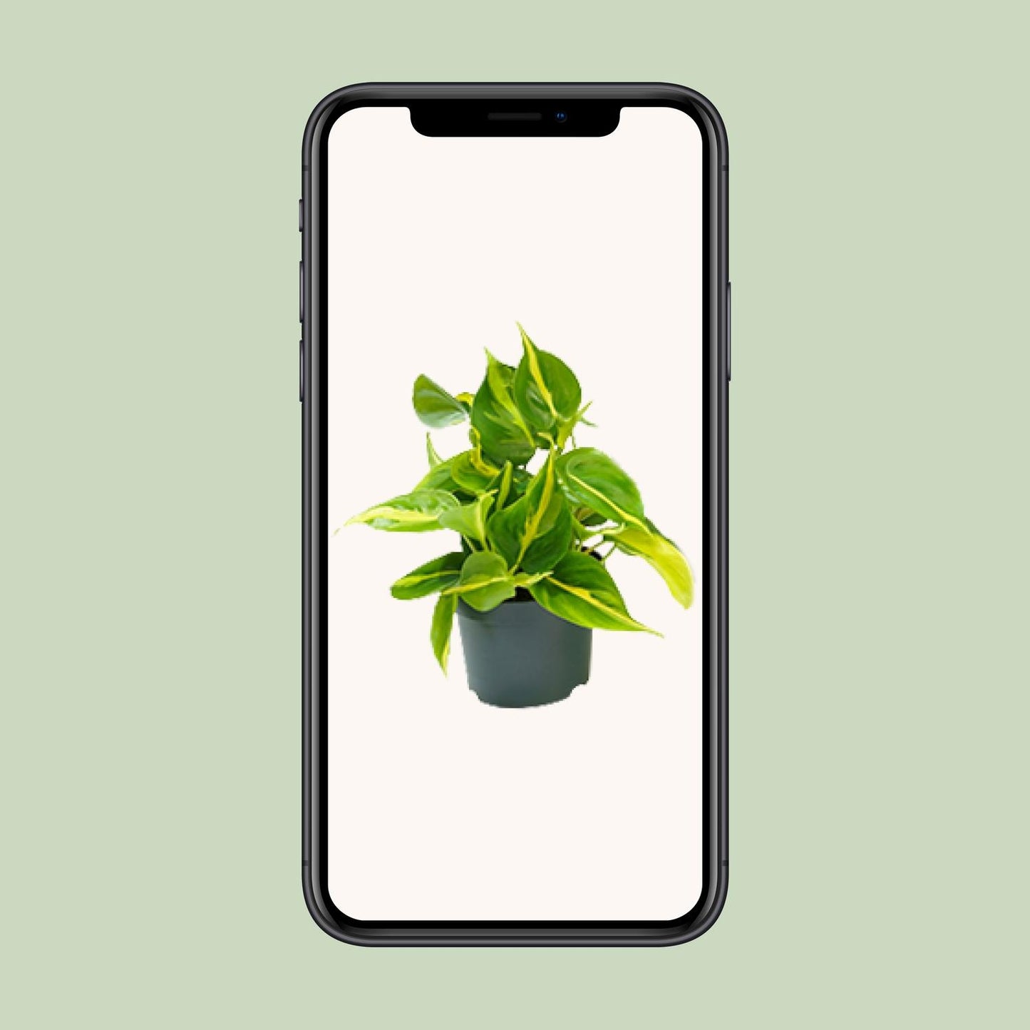 Philodendron Brasil – Pflegeleichter Kletterphilodendron Ø12cm