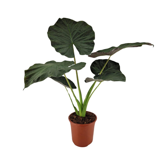 Alocasia Regal Shield – Große, pflegeleichte Zimmerpflanze Ø27cm