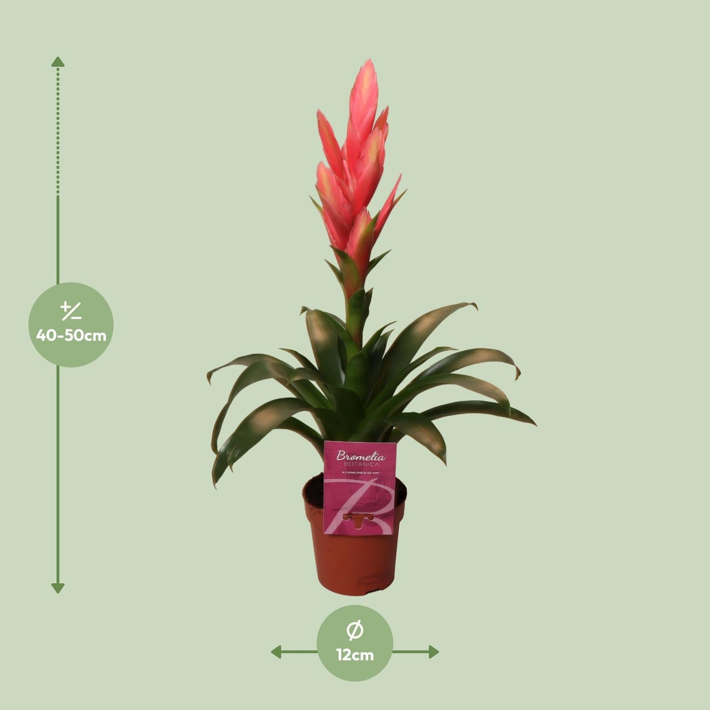 Tillandsia Ziva – Pflegeleichte luftreinigende Zimmerpflanze Ø12cm, 50cm hoch