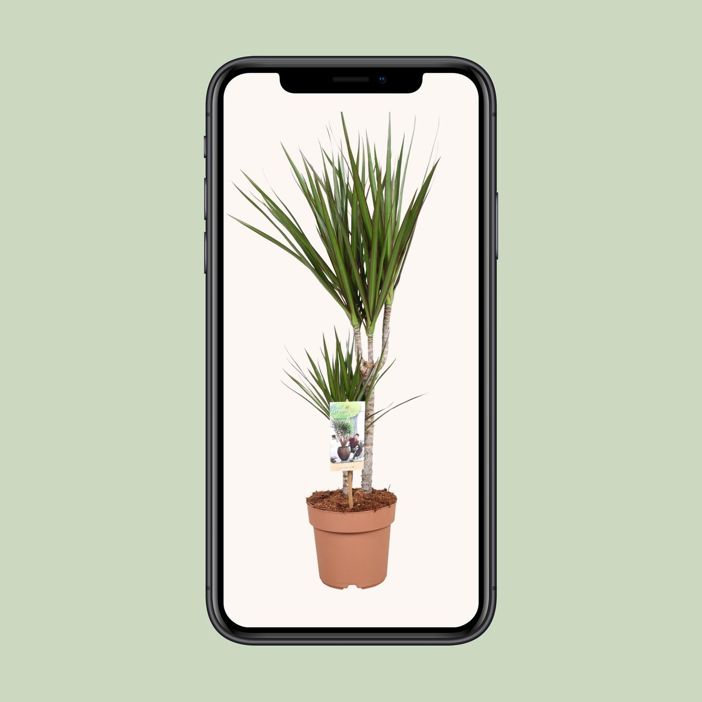 Dracaena Marginata – Pflegeleichter Drachenbaum Ø17cm