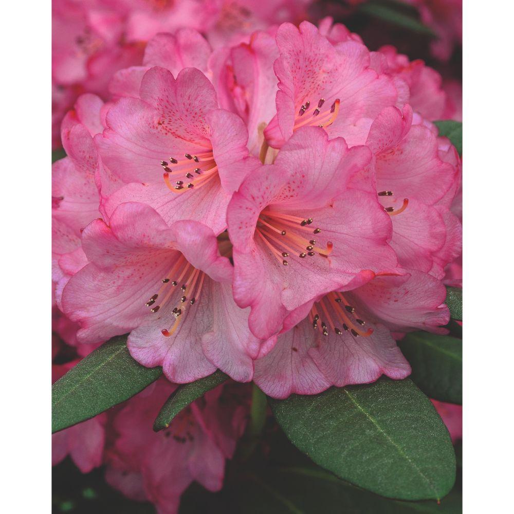 Rhododendron 'Wine & Roses' – Kompakter Blühstrauch