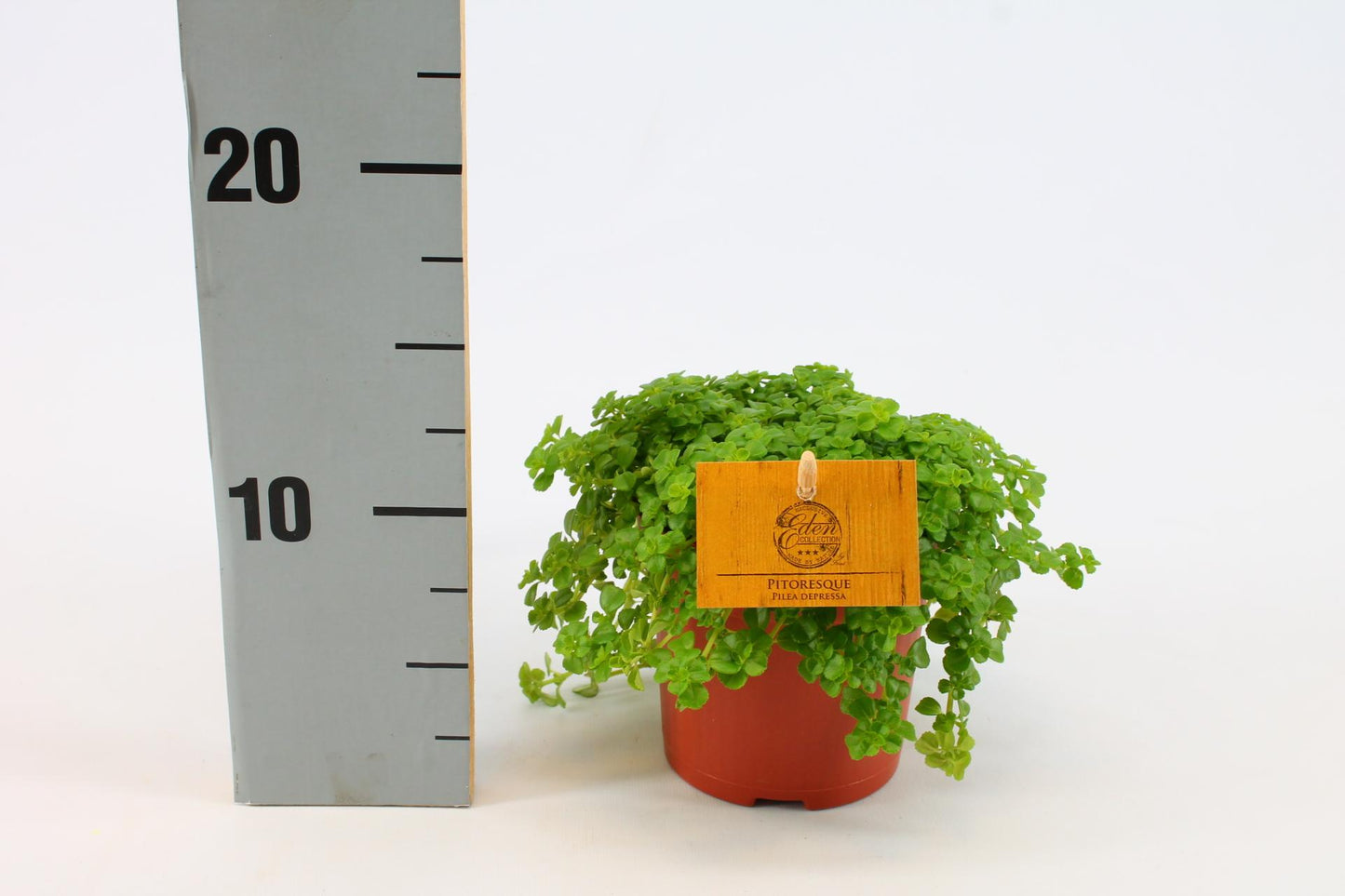 Pilea Depressa – Bubikopf Zimmerpflanze Ø12cm, pflegeleicht