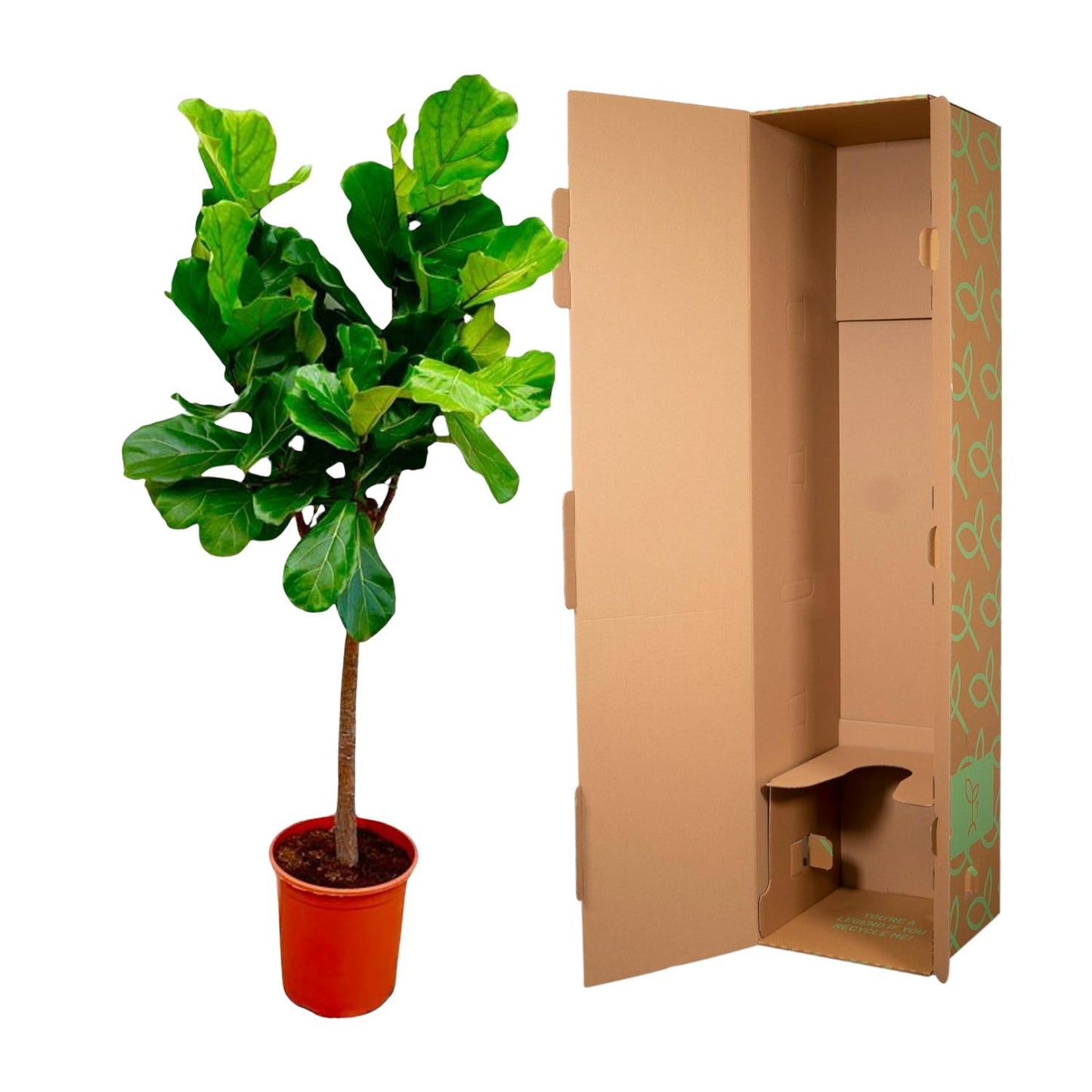 Ficus Lyrata Boom – Große, pflegeleichte Geigen-Feige