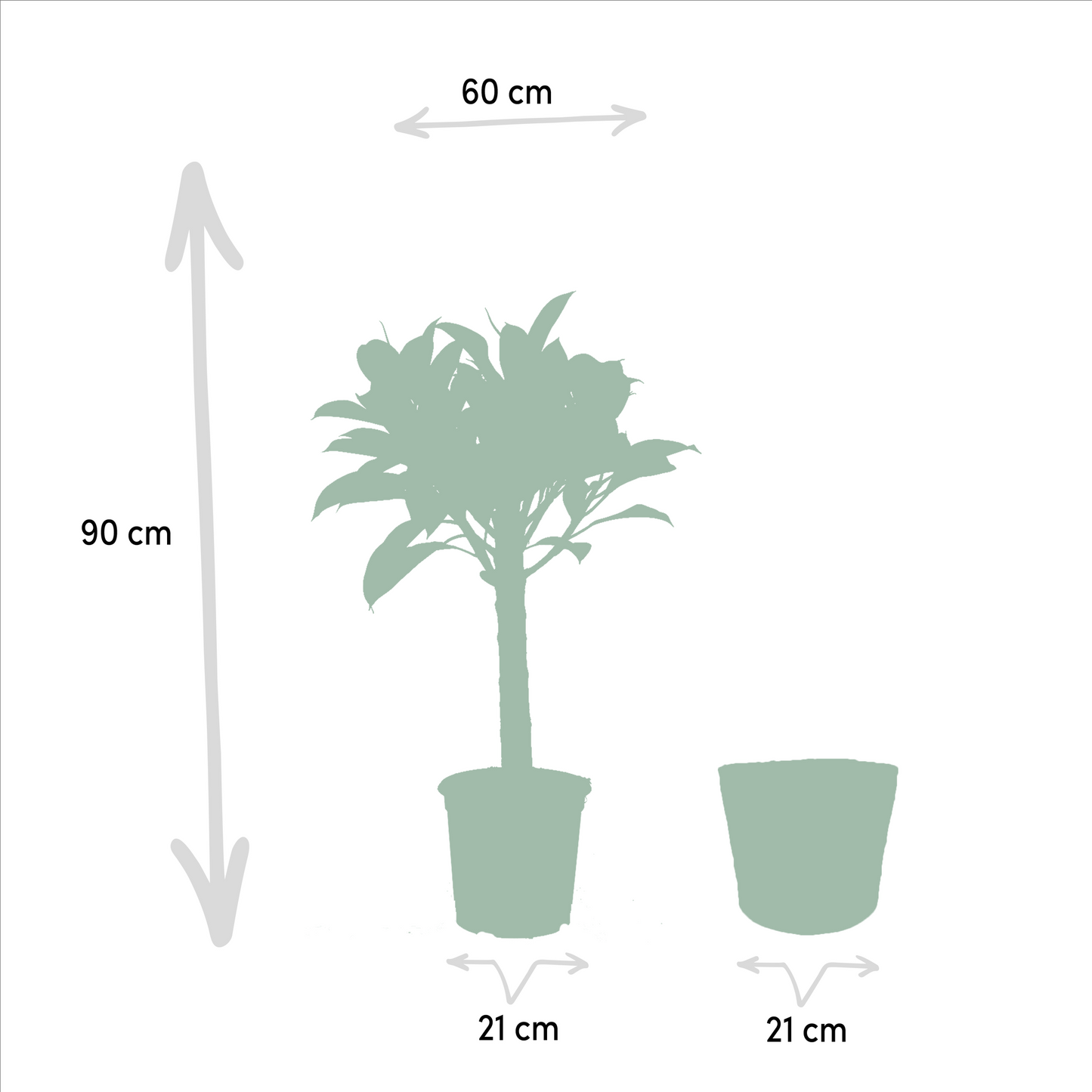 Ficus Elastica Melany & Alocasia Wentii im Korb – Pflegeleichtes Duo Ø21/Ø19 cm
