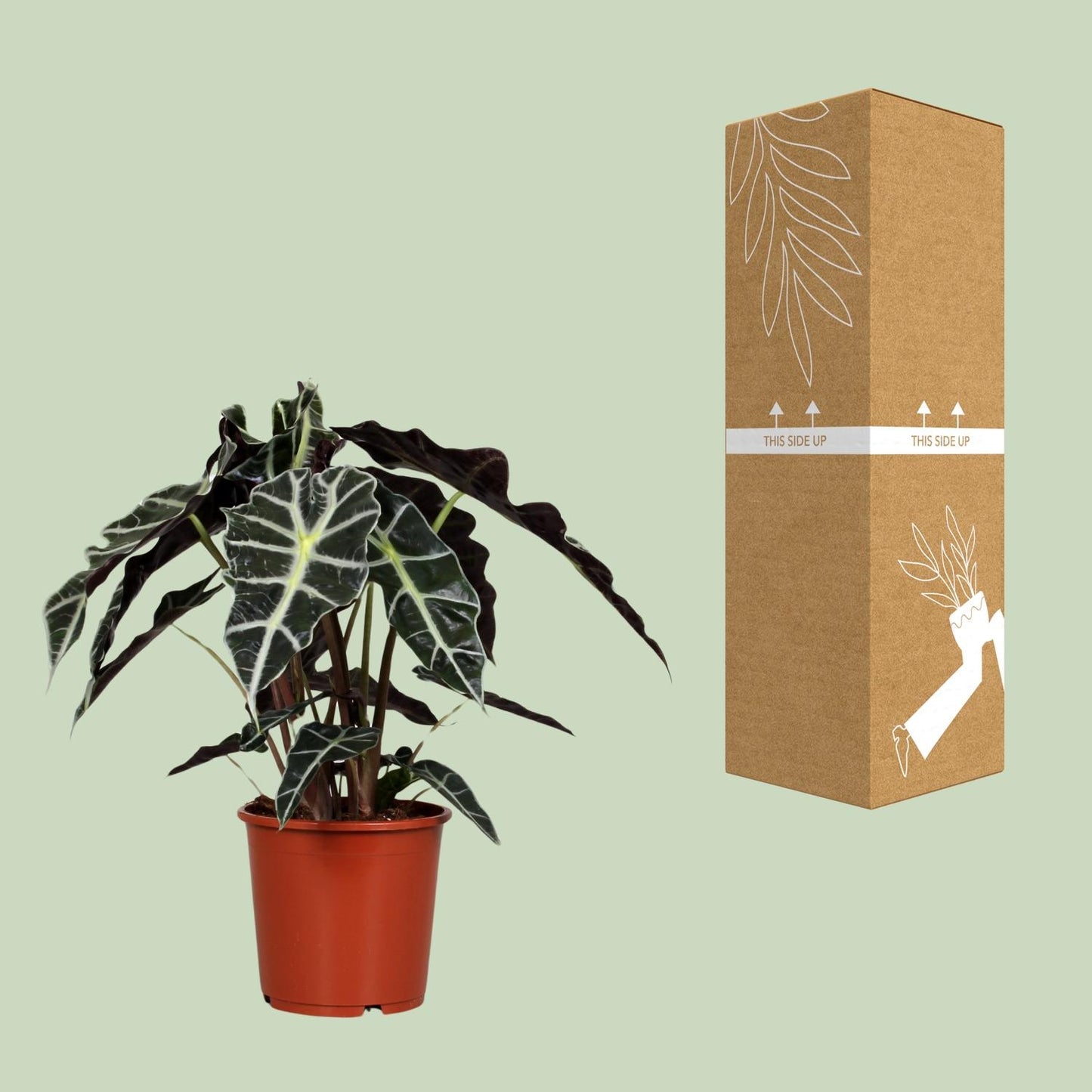 Alocasia Polly – Exotische, pflegeleichte Zimmerpflanze Ø17 cm