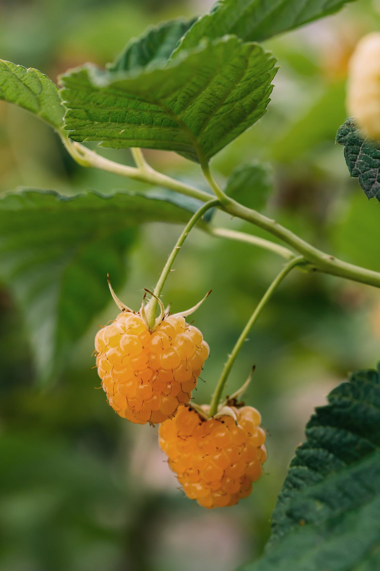 4er-Set Rubus 'Autumn' – Robuste Herbst-Hecke Ø13cm