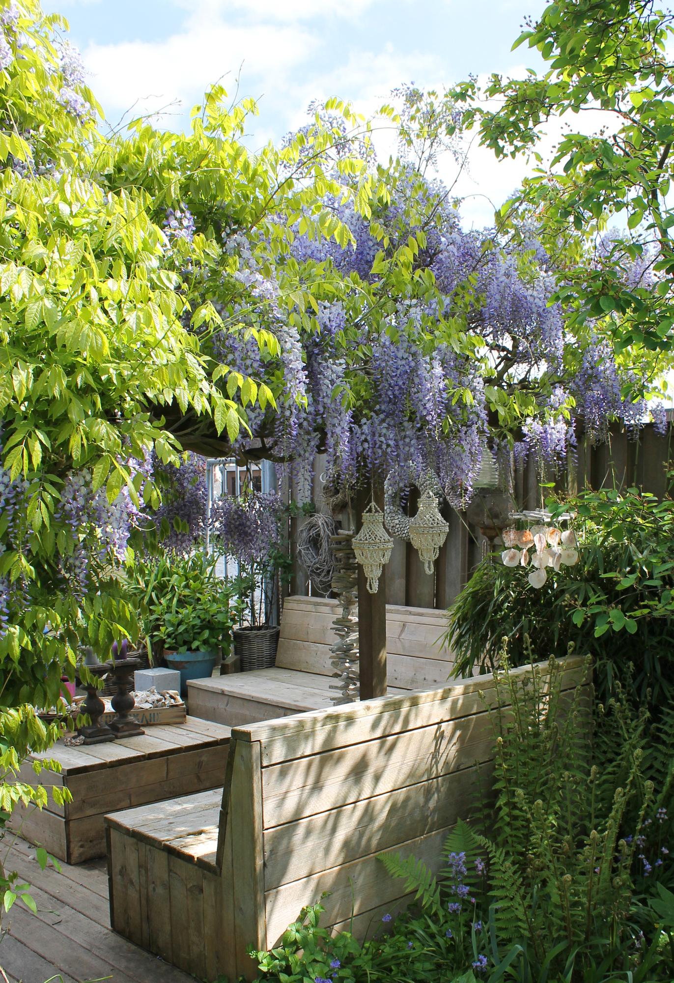 Wisteria sinensis Caroline – Purpurner Regen Kletterpflanze Ø15cm