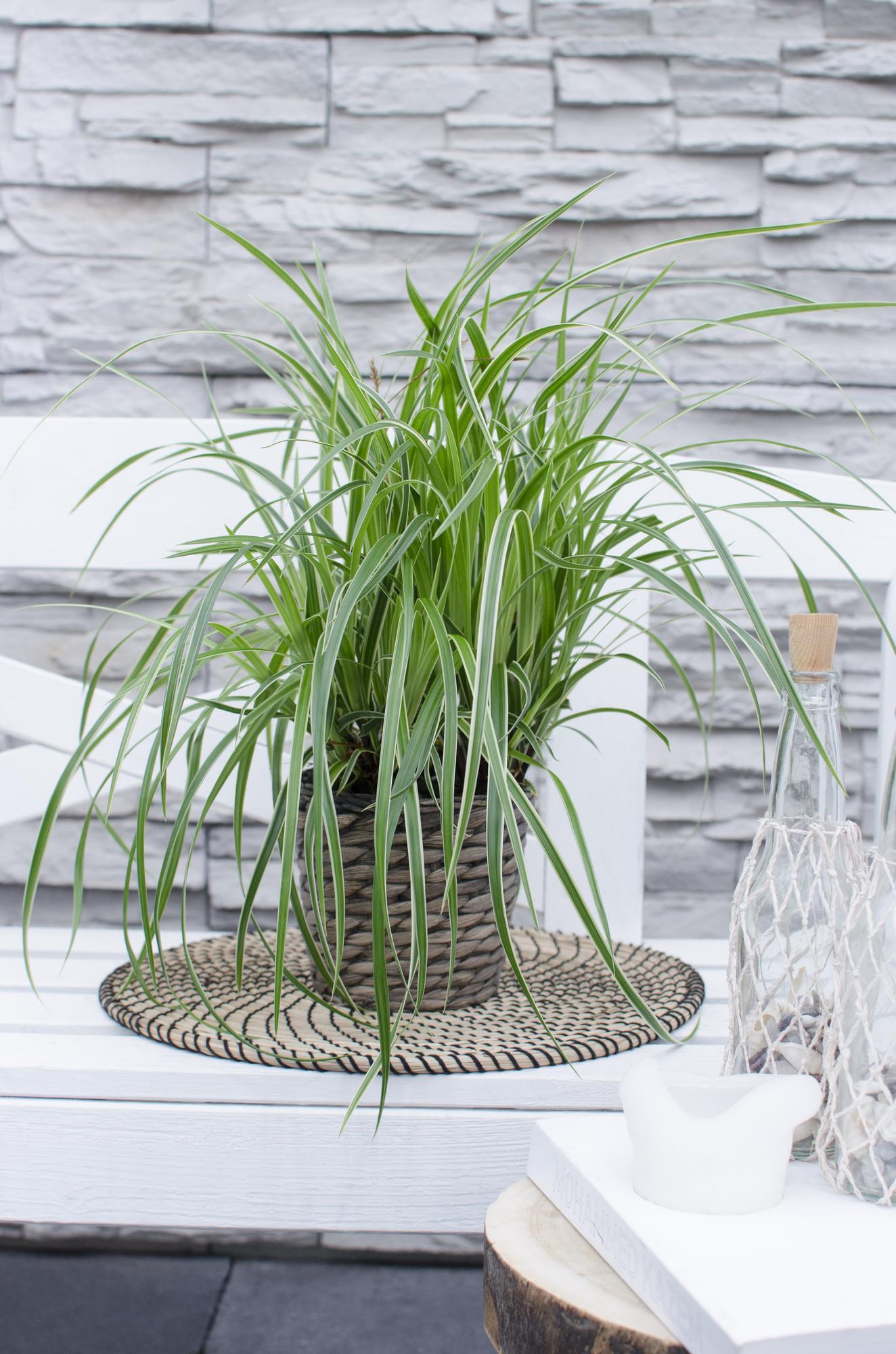 5er Set Carex Mix – Pflegeleichte Ziergräser Ø14cm