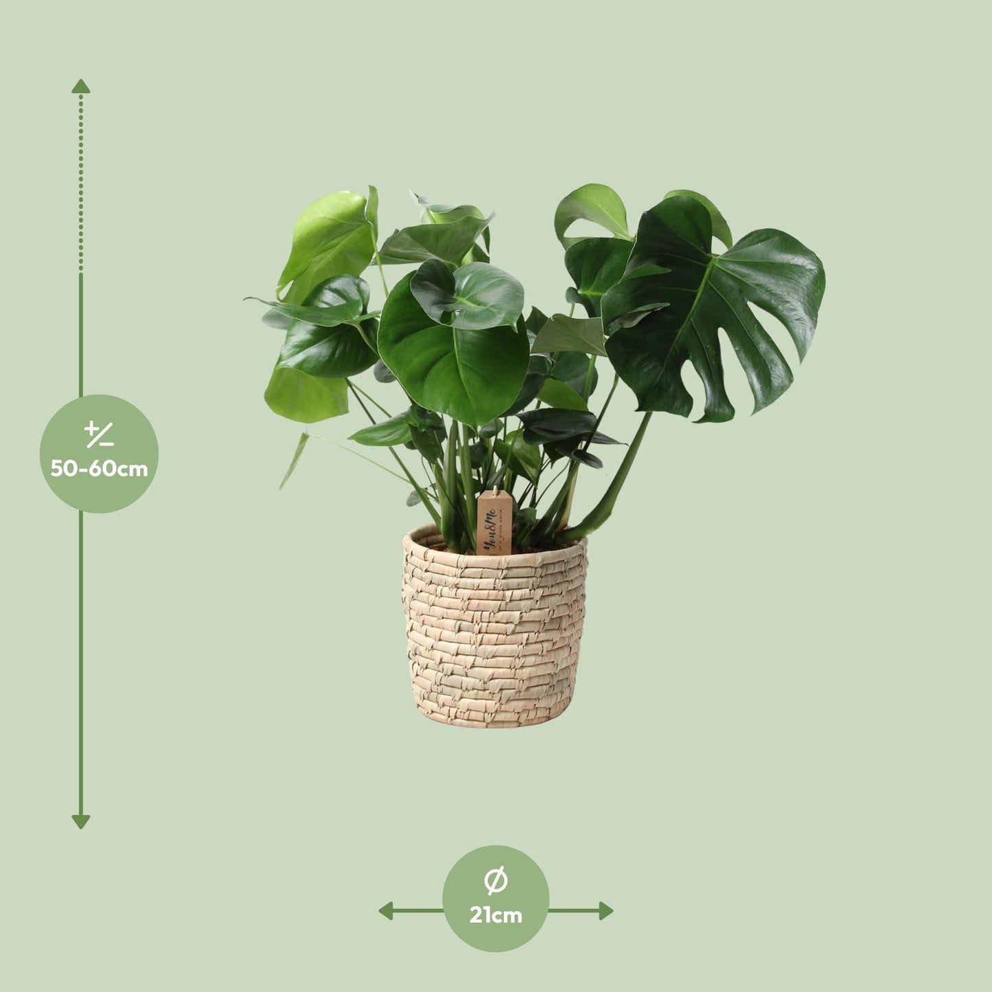 Monstera In Basket Palmleaf – Pflegeleichte Zimmerpflanze Ø21cm