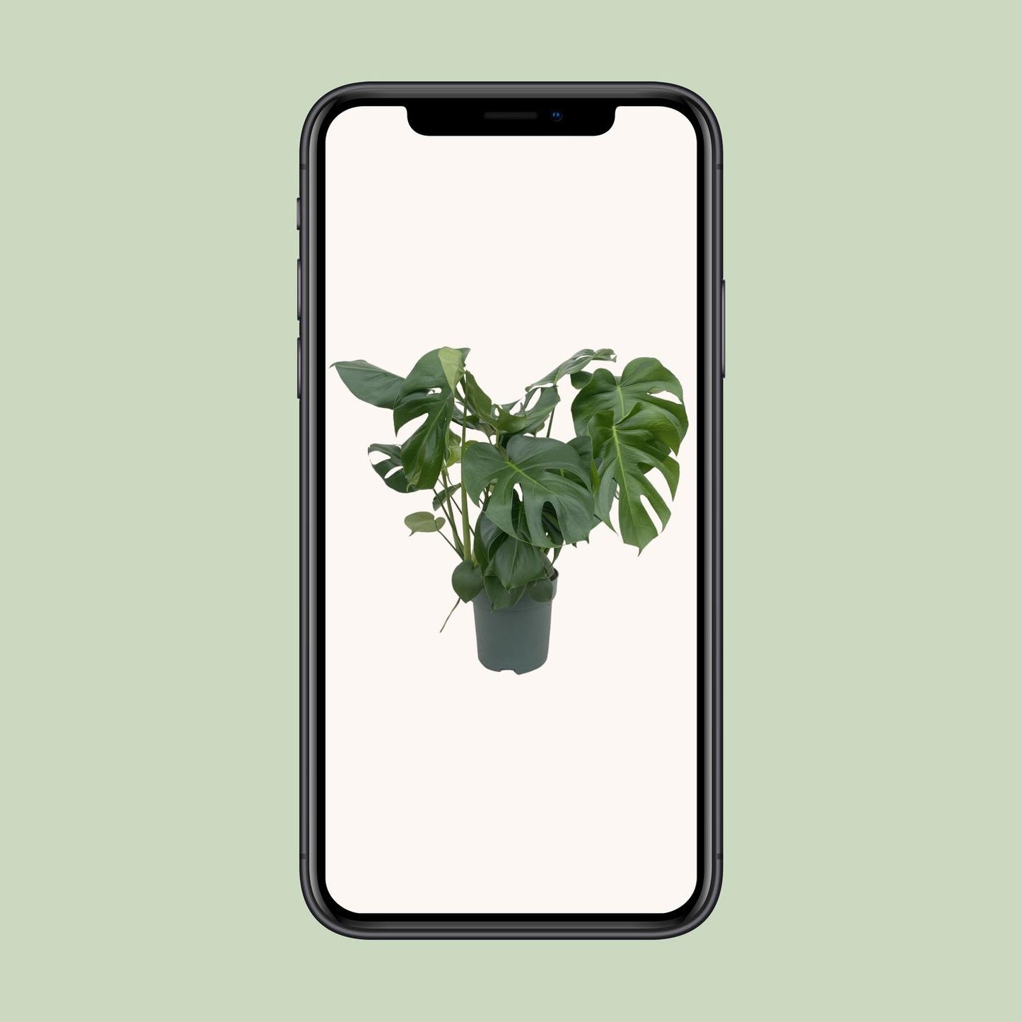 Monstera Deliciosa – 80 cm – Pflegeleichte Zimmerpflanze