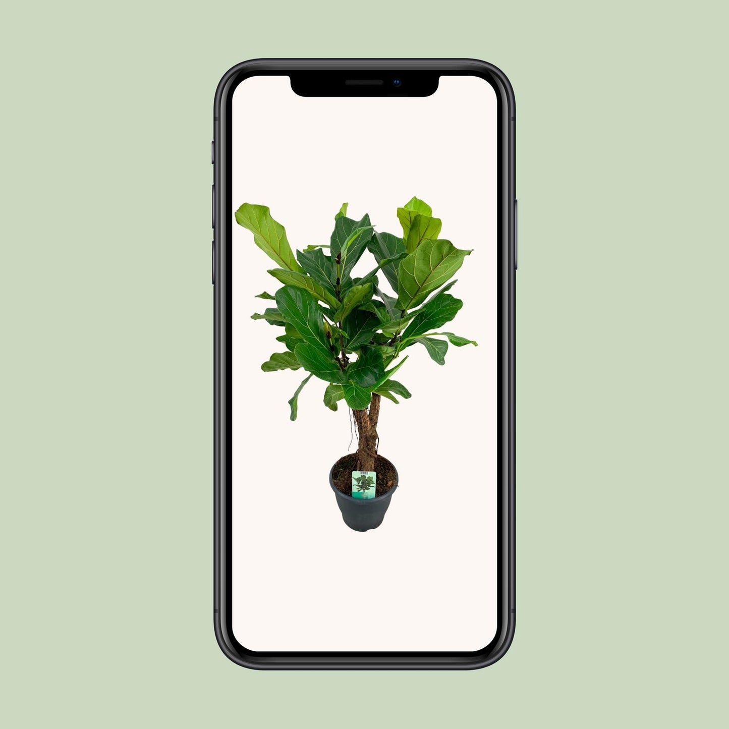 Ficus Lyrata – Geigenfeige Ø26cm, ca. 100cm hoch