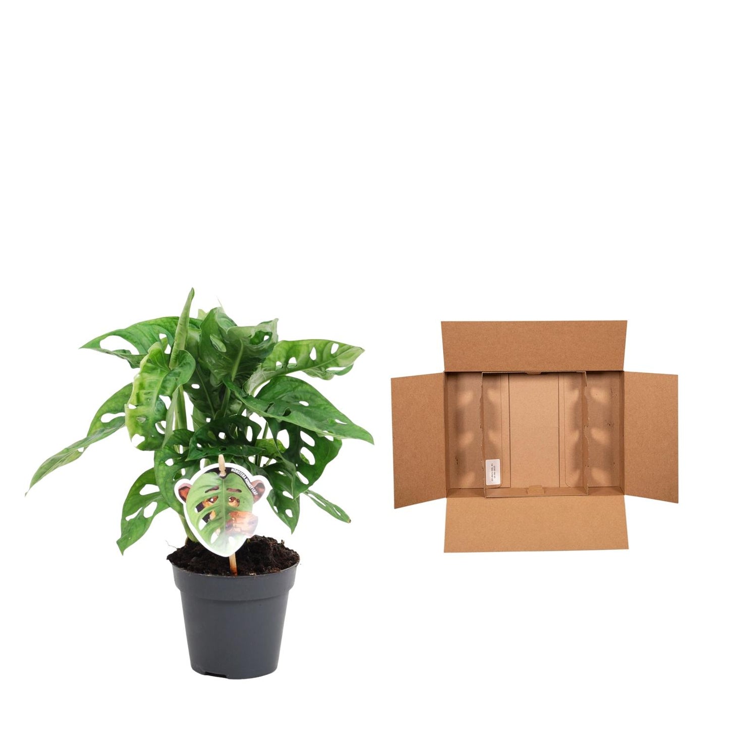 Monstera obliqua 'Monkey Leaf' – Tropische, pflegeleichte Zimmerpflanze 25 cm
