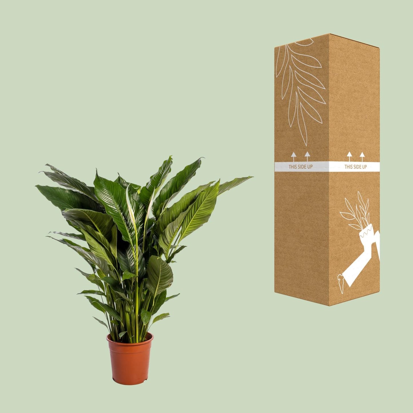 Spathiphyllum Sweet Sebastiano – Pflegeleichte Friedenslilie Ø24cm