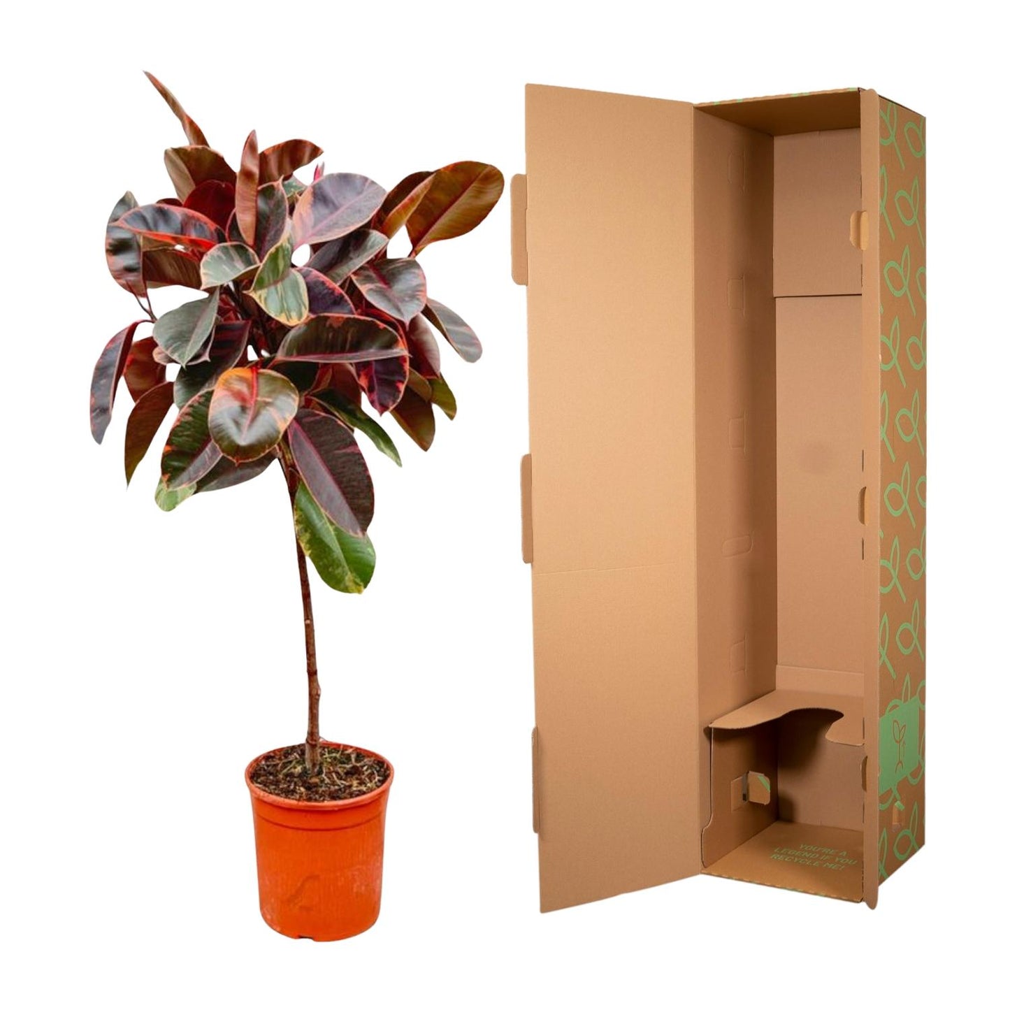 Ficus Elastica Belize op Stamm – pflegeleichter Gummibaum 130 cm
