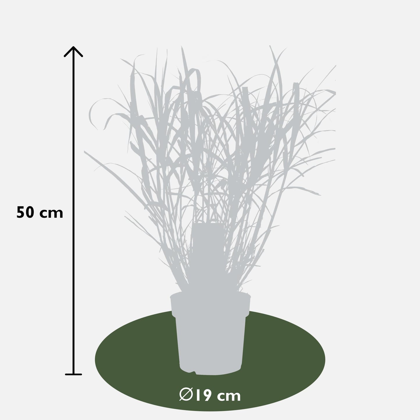 Zebragras Strictus – Exotisches Ziergras 60 cm