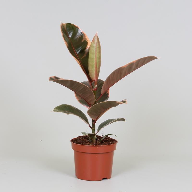 Gummibaum Belize – Pflegeleichte Zimmerpflanze Ø12cm