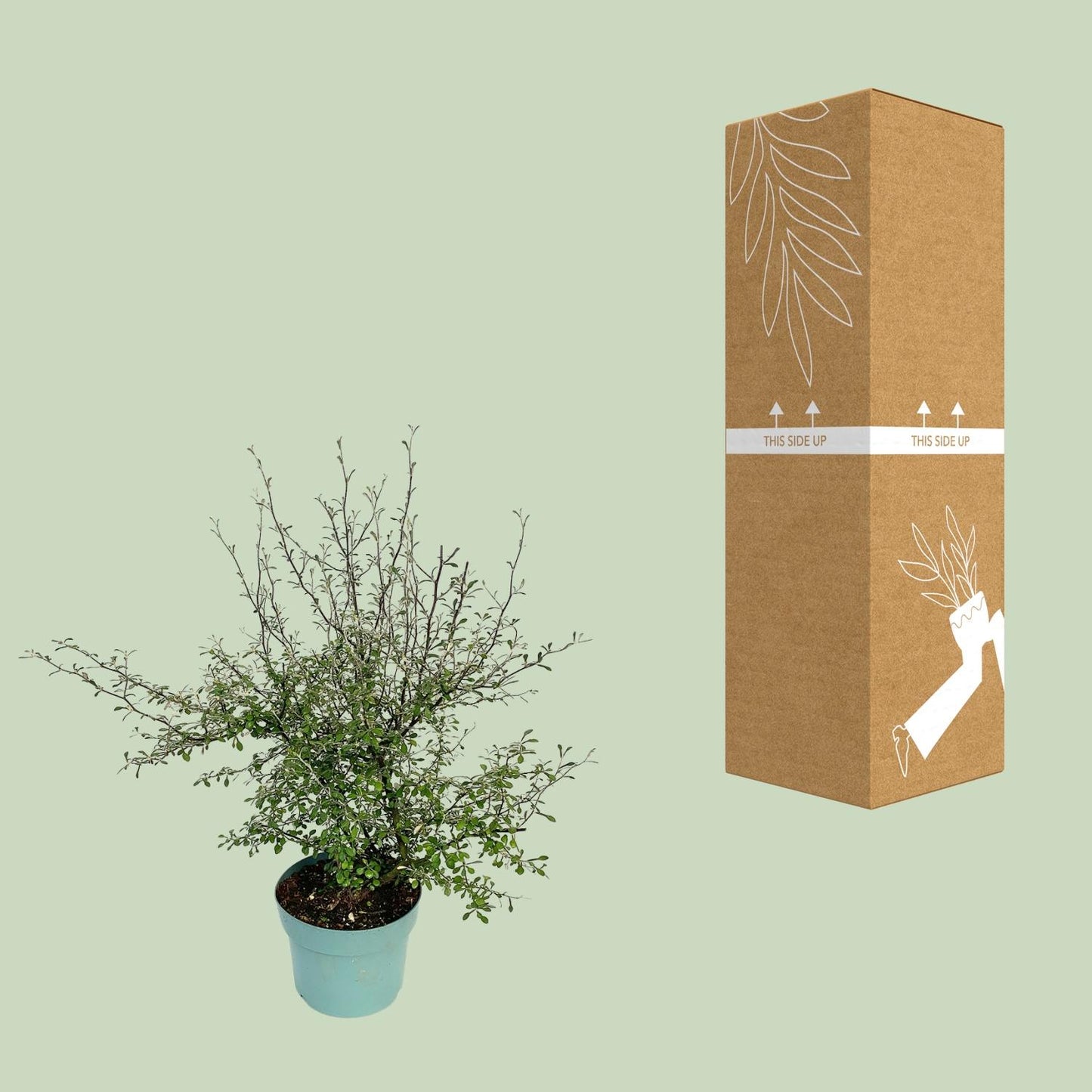 Zigzag-Pflanze Corokia – Pflegeleicht & Robust, 60cm