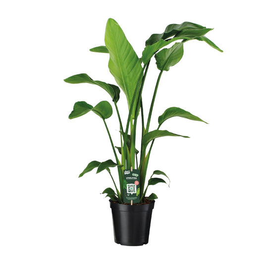 Strelitzia Nicolai – Exotische Paradiesvogelblume Ø19cm, 90cm hoch