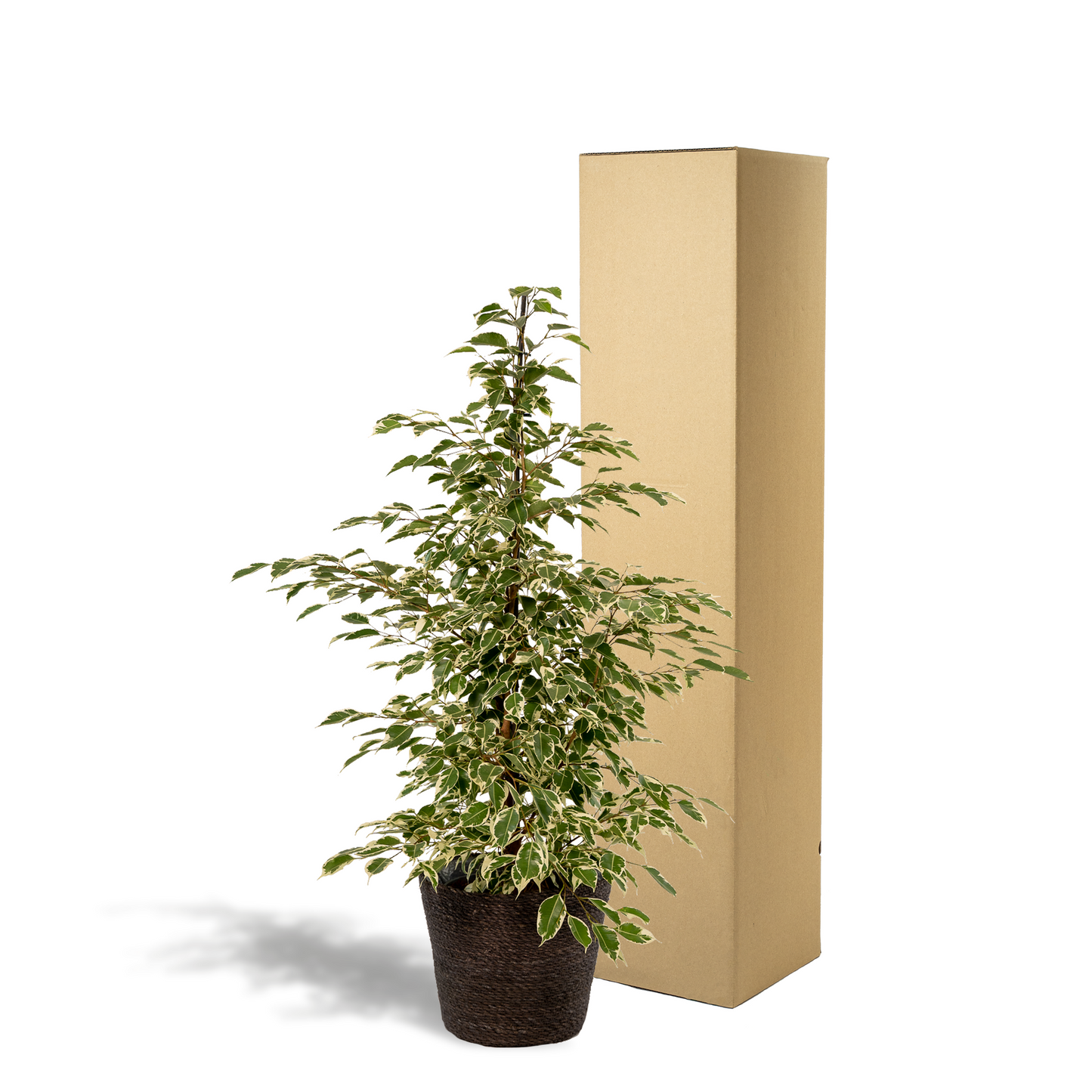 Ficus benjamina Twilight Ø21cm mit Korb Igmar – Luftreinigende Zimmerpflanze