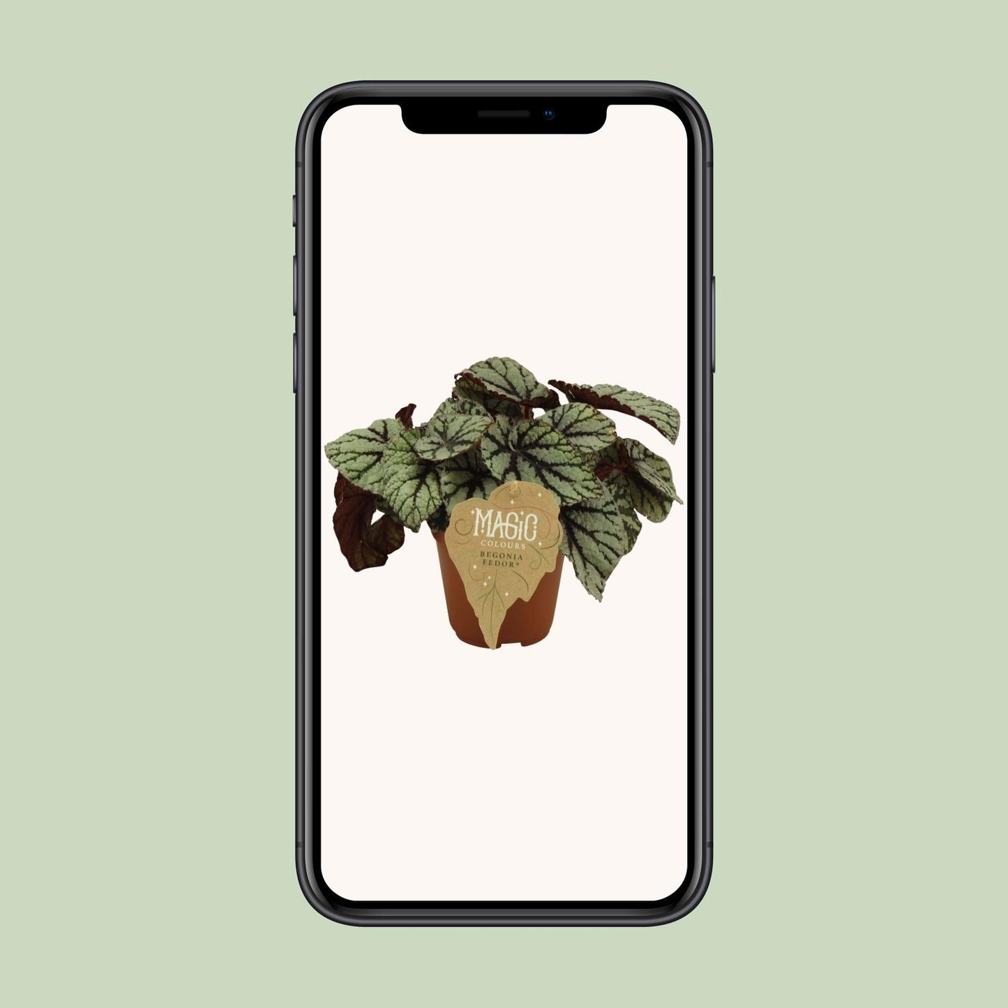 Begonia Rex Fedor – Pflegeleichte Zimmerbegonie Ø12 cm