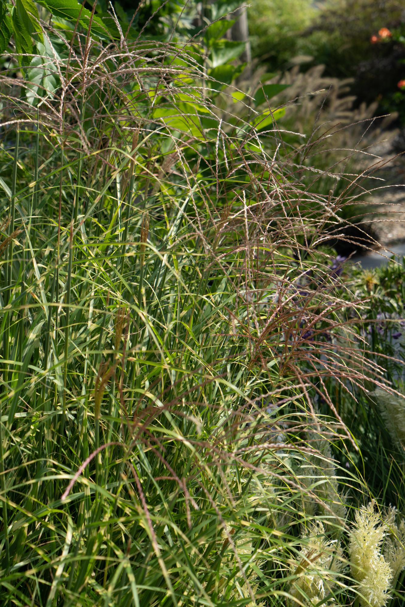 Miscanthus sinensis Strictus – Zebra Ziergras Ø23cm
