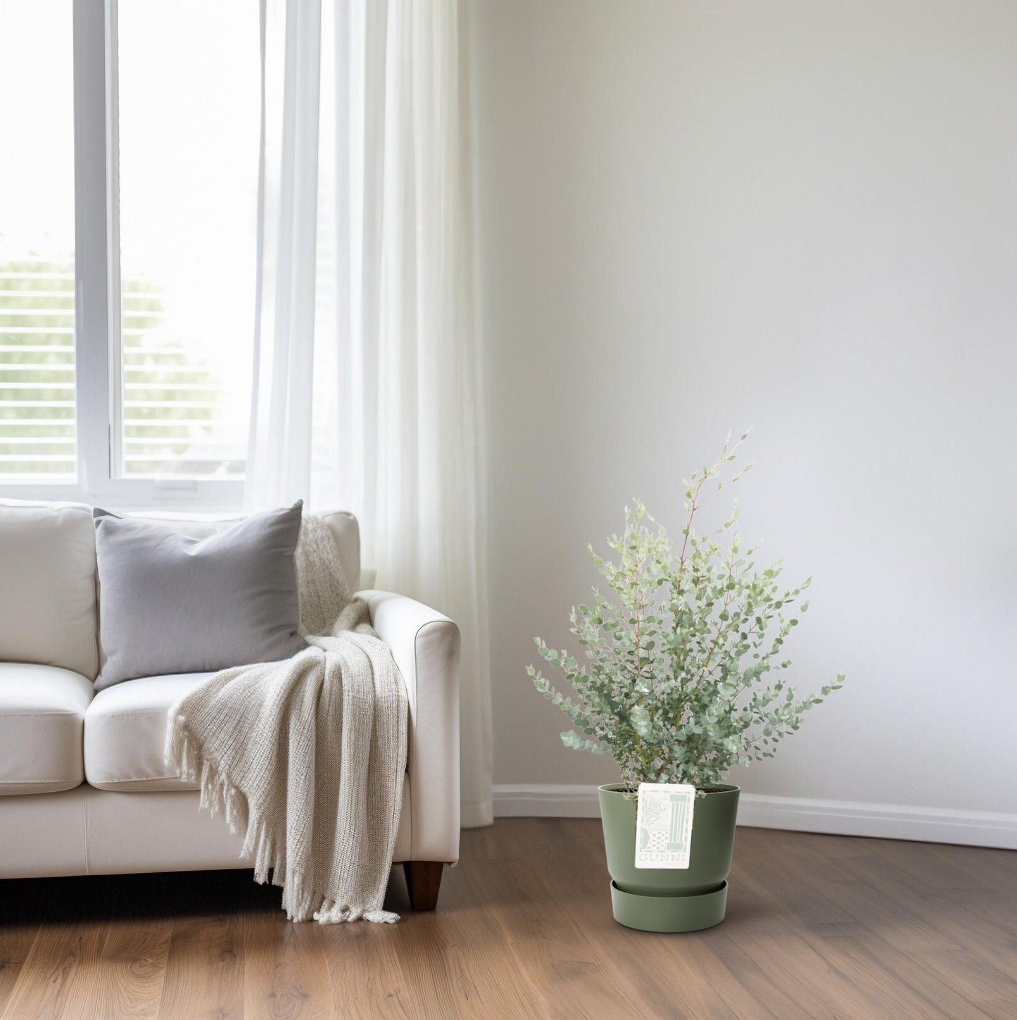 Eucalyptus Gunni – Pflegeleichter Zierbaum Ø23cm, 75cm hoch