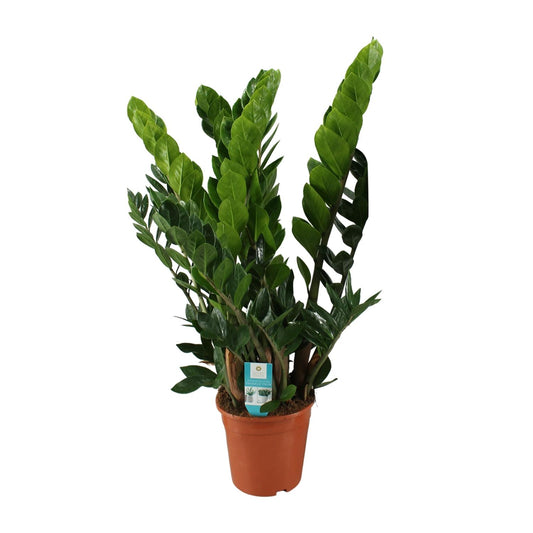 Zamioculcas Zamiifolia – Pflegeleichte ZZ-Pflanze Ø21cm