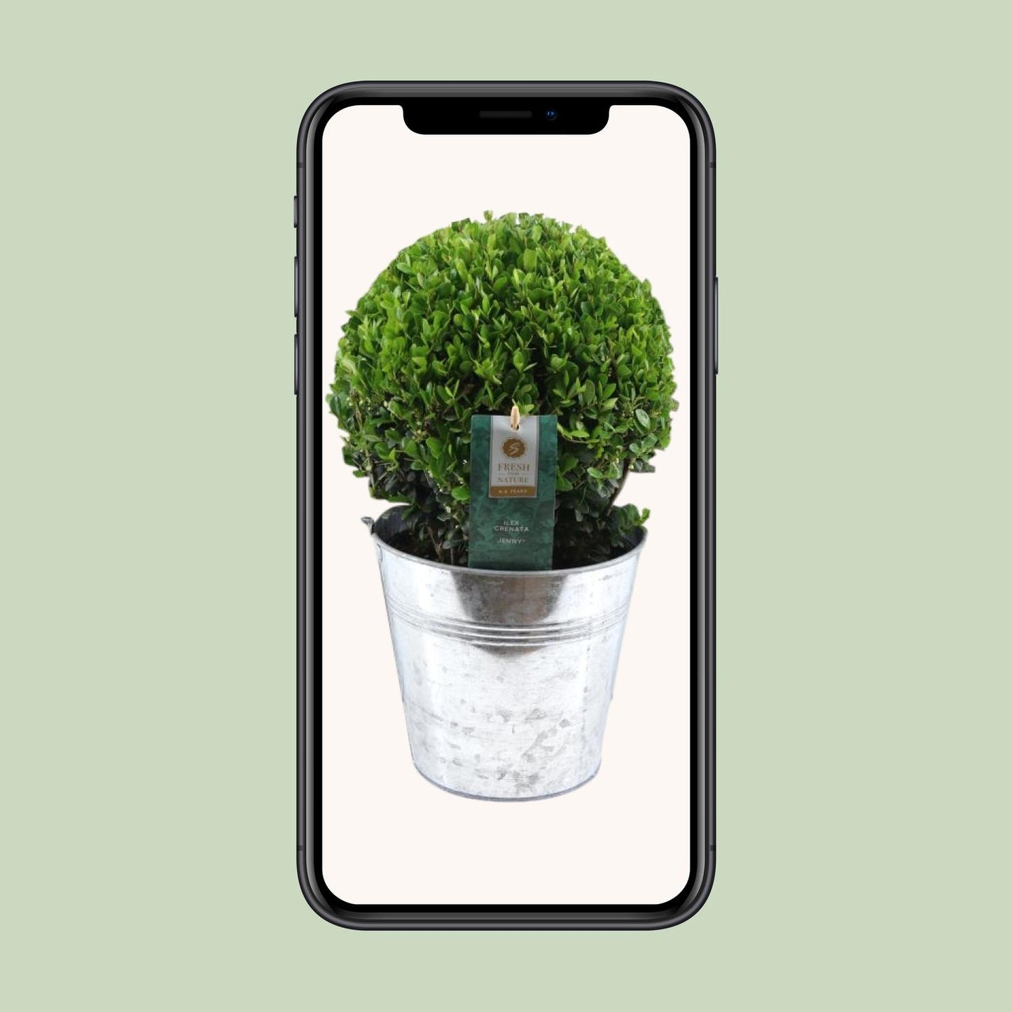 Ilex Crenata 'Jenny' Kugel – Pflegeleichte Stechpalme im Zinktopf