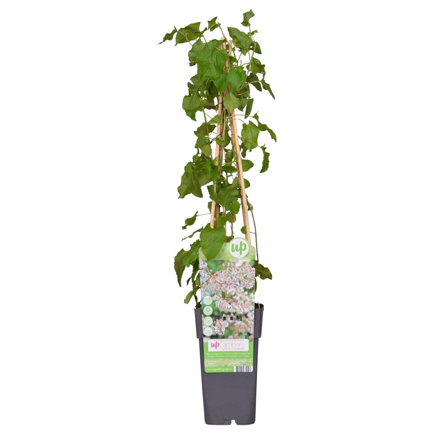 Fallopia baldschuanica – Brautschleier Kletterpflanze Ø15cm, 65cm hoch