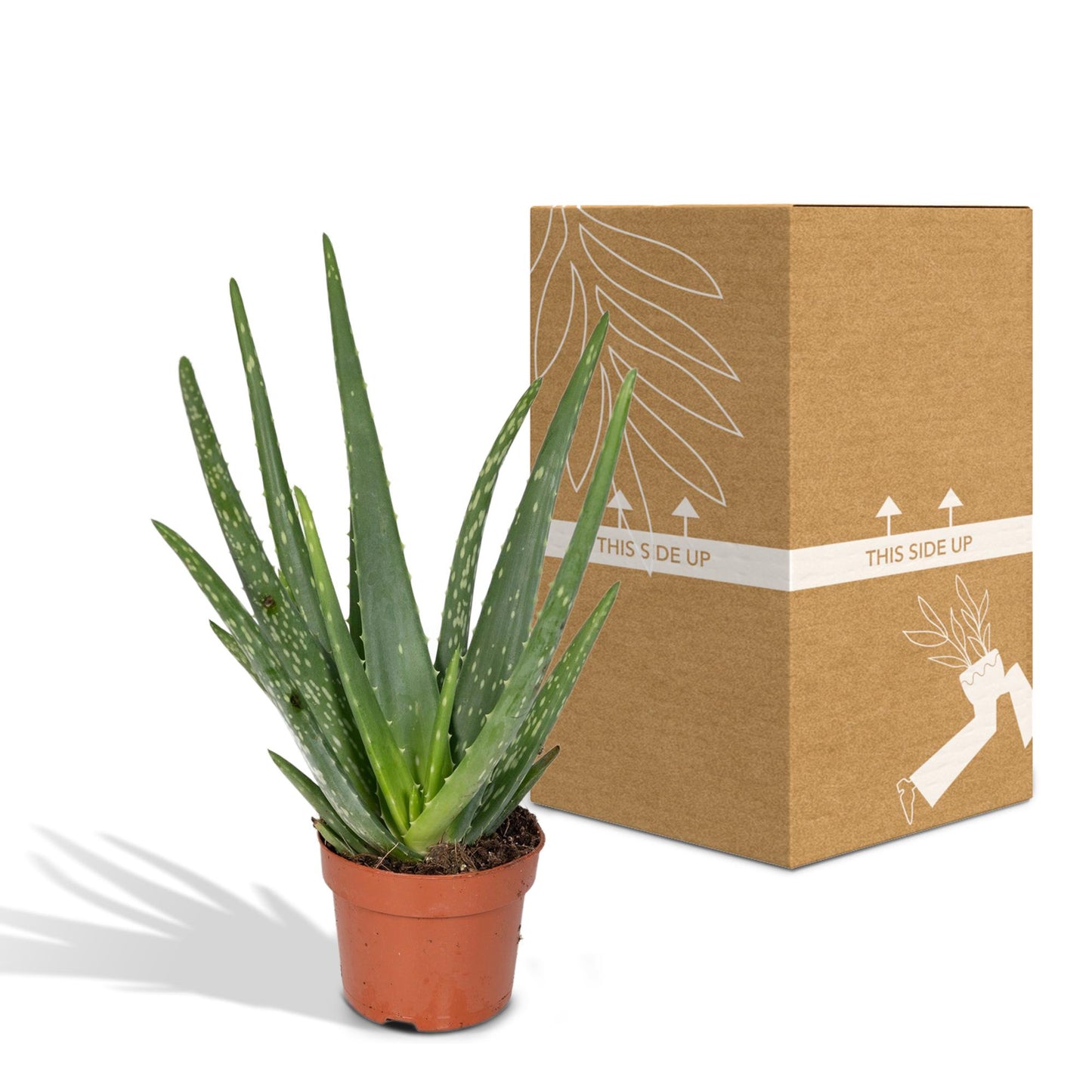 Aloe Vera Ø12cm – Pflegeleichte und luftreinigende Zimmerpflanze