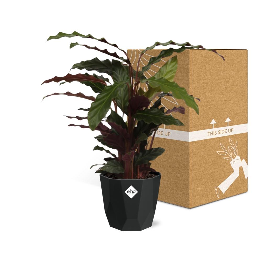 Calathea Rufibarba ‘Tropistar’ – Tropische Zimmerpflanze 14cm