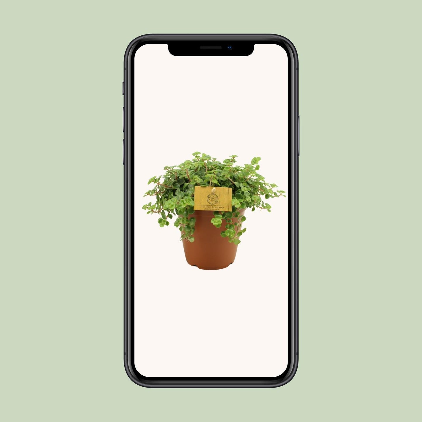 Sedum Tornado – Pflegeleichter Steinbrech Ø15cm