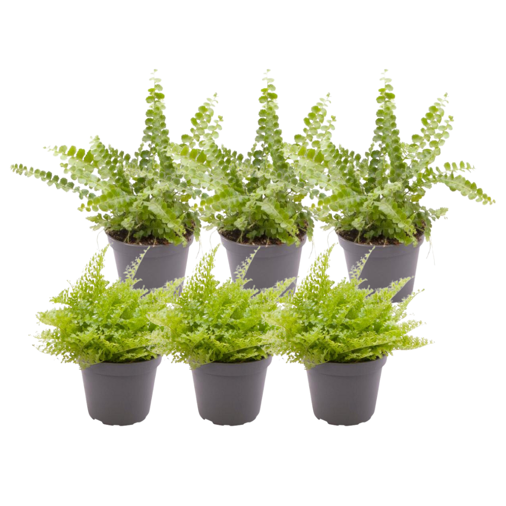 6er Set Nephrolepis Mix – Pflegeleichte Farne für Ihr Zuhause