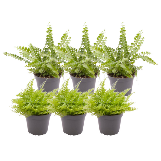 6er Set Nephrolepis Mix – Pflegeleichte Farne für Ihr Zuhause