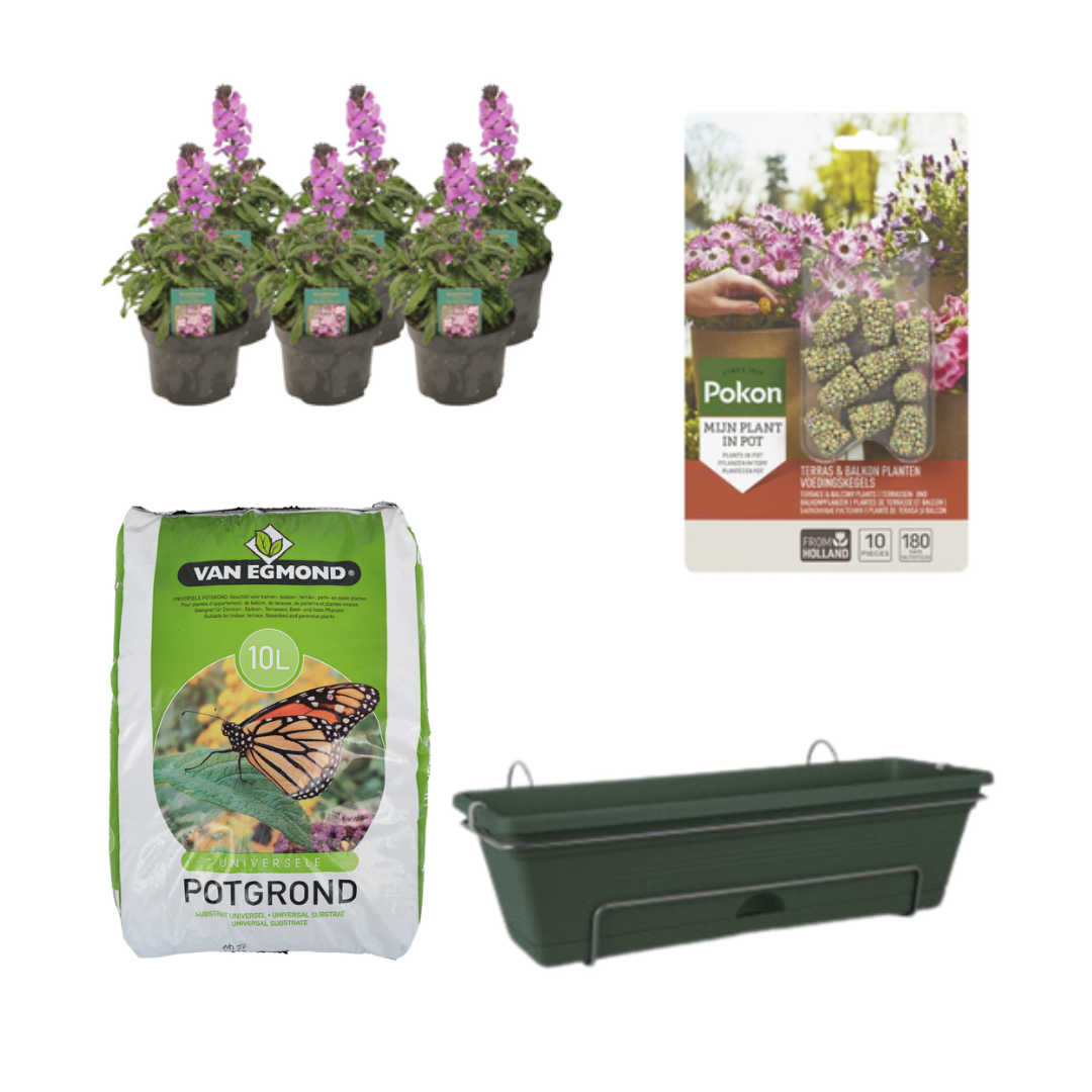 Balkonbak Groen DIY-Set – Erysimum Linifolium 'Bowles Mauve'