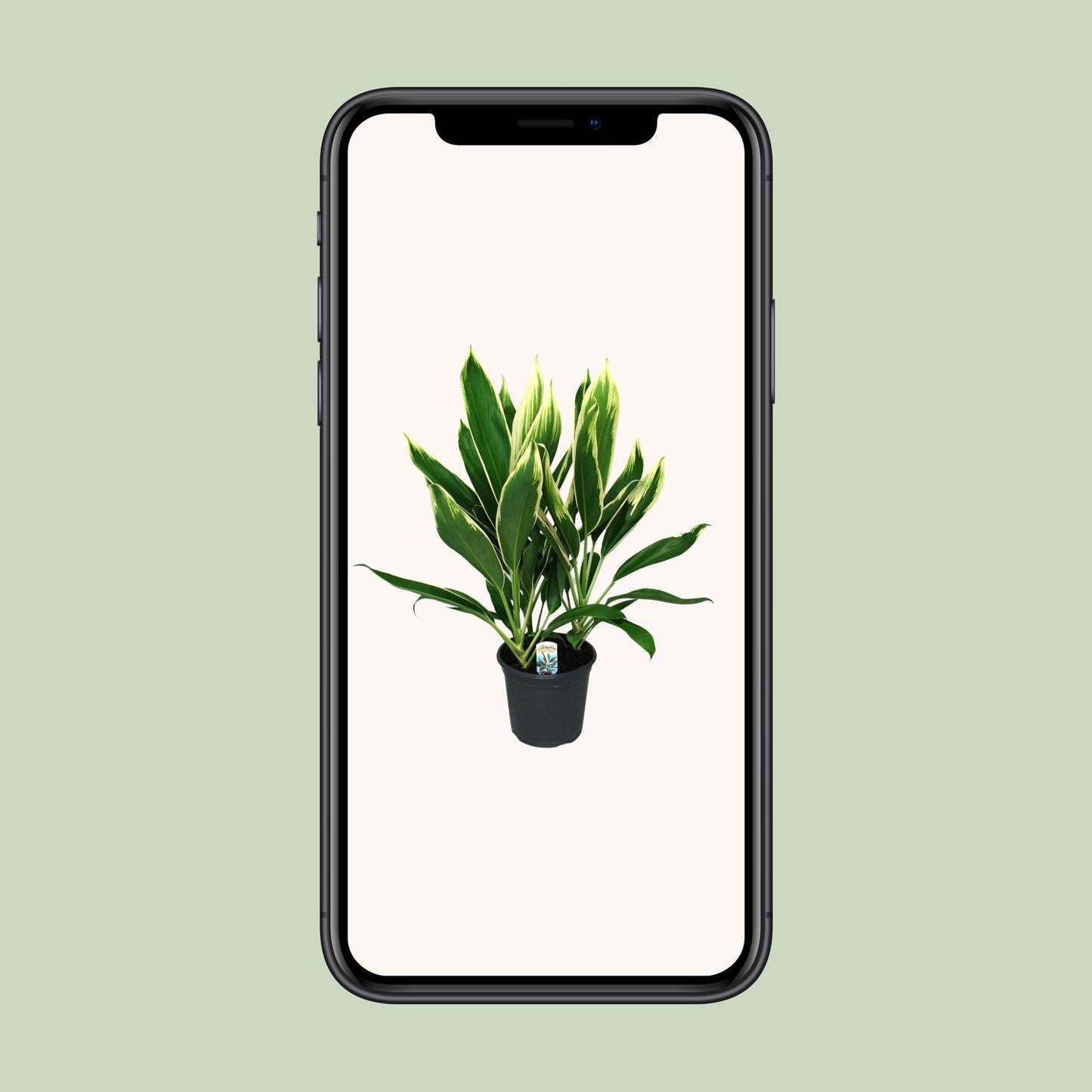 Cordyline New Conga – Tropische, pflegeleichte Zimmerpflanze Ø19cm